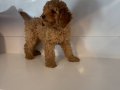 STANDART POODLE BEBEKLERİMİZ