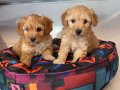 BEBEK YÜZLÜ MALTİPOO YAVRULARIMIZ