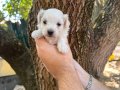 TEA CUP MALTESE TERRİER YAVRULARI