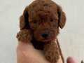 IRK GARANTİLİ TOY POODLE YAVRULARIMIZ