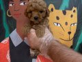GERÇEK TOY POODLE BEBEKLERİMİZ
