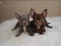 CHOCOLATE VE BLUE ÖZEL RENK CHİHUAHUALAR