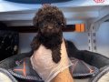 GERÇEK TEA CUP EN KOYU RENK TOY POODLE BEBEKLERİMİZ