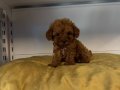 GERÇEK TEA CUP TOY POODLE 