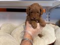 RED BROWNE ÇOK ÖZEL MALTİPOO BEBEKLERİMİZ