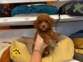 GERÇEK RED BROWNE TOY POODLE YAVRULARI
