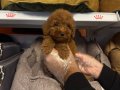 RED BROWNE TOY POODLE YAVRULARIMIZ