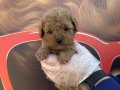 TEA CUP KORE TOY POODLE YAVRULARIMIZ