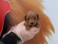 Gerçek Maltipoo Yavruları Irk Garantili