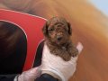 Zeki ve Tüy Dökmeyen Gerçek Toy Poodle Yavrularımızla Tanışın