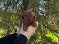 IRK VE SAĞLIK GARANTİLİ POODLE YAVRULARIMIZ