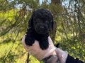 ŞİRİN VE OYUNCU SİYAH İNCİ POODLE BEBEKLERİMİZ