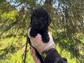 ŞİRİN VE OYUNCU SİYAH İNCİ POODLE BEBEKLERİMİZ