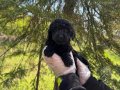 ŞİRİN VE OYUNCU SİYAH İNCİ POODLE BEBEKLERİMİZ