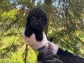 ŞİRİN VE OYUNCU SİYAH İNCİ POODLE BEBEKLERİMİZ