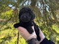 ŞİRİN VE OYUNCU SİYAH İNCİ POODLE BEBEKLERİMİZ