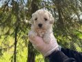 OYUNCAK SURAT MALTİPOO BEBEKLERİMİZ