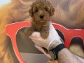 GERÇEK KORE TOY POODLE YAVRULARIMIZ