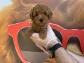 GERÇEK KORE TOY POODLE YAVRULARIMIZ
