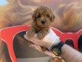 GERÇEK KORE TOY POODLE YAVRULARIMIZ