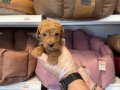 TEA CUP KORE TOY POODLE BEBEKLERİMİZ
