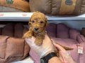 TEA CUP KORE TOY POODLE BEBEKLERİMİZ