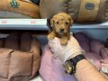 TEA CUP KORE TOY POODLE BEBEKLERİMİZ