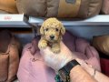 TEA CUP KORE TOY POODLE BEBEKLERİMİZ