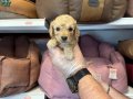 TEA CUP KORE TOY POODLE BEBEKLERİMİZ