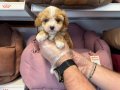 GERÇEK KORE MALTİPOO BEBEKLERİMİZ