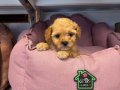 GERÇEK KORE MALTİPOO BEBEKLERİMİZ
