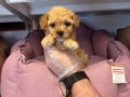 GERÇEK KORE MALTİPOO BEBEKLERİMİZ