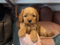 IRK VE SAĞLIK GARANTİLİ TOY POODLE YAVRULARI