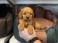 IRK VE SAĞLIK GARANTİLİ TOY POODLE YAVRULARI