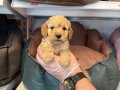 IRK VE SAĞLIK GARANTİLİ TOY POODLE YAVRULARI