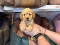 IRK VE SAĞLIK GARANTİLİ TOY POODLE YAVRULARI