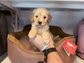 IRK VE SAĞLIK GARANTİLİ TOY POODLE YAVRULARI