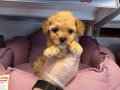 TEA CUP KORE MALTİPOO YAVRULARIMIZ