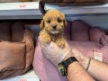 TEA CUP KORE MALTİPOO YAVRULARIMIZ