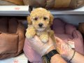 TEA CUP KORE MALTİPOO YAVRULARIMIZ