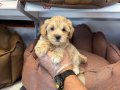OYUNCAK SURAT GERÇEK MALTİPOO YAVRULARI