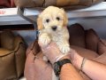 OYUNCAK SURAT GERÇEK MALTİPOO YAVRULARI