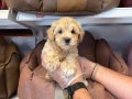 OYUNCAK SURAT GERÇEK MALTİPOO YAVRULARI