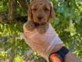 KORE TEA CUP TOY POODLE BEBEKLERİMİZ
