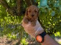 KORE TEA CUP TOY POODLE BEBEKLERİMİZ