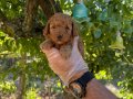 KORE TEA CUP TOY POODLE BEBEKLERİMİZ