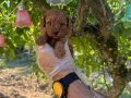 KORE TEA CUP TOY POODLE BEBEKLERİMİZ