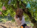 KORE TEA CUP TOY POODLE BEBEKLERİMİZ