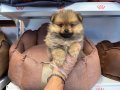 TEA CUP POMERANİAN BEBEKLERİMİZ