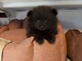 TEA CUP POMERANİAN BEBEKLERİMİZ